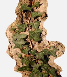 english_ivy_on_sugar_maple_2000px.jpg