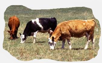 cows_grazing.jpg