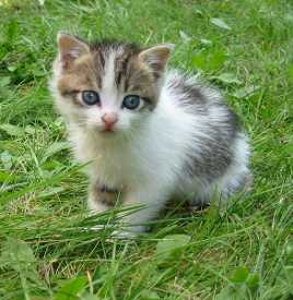 800px-stray_kitten_rambo002.jpg
