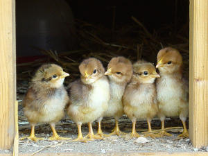 chicks